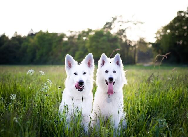  Top 10 Dog Parks in Michigan