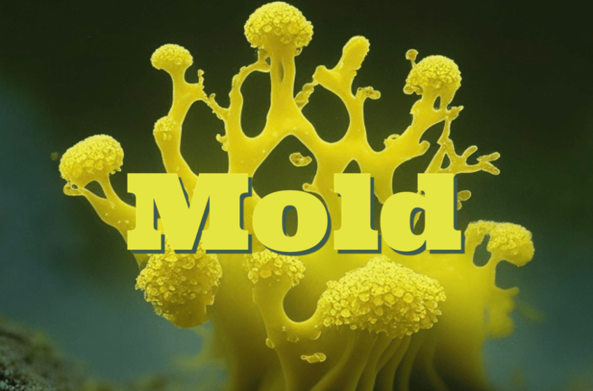  Fight Mold before it becomes a problem in your home.